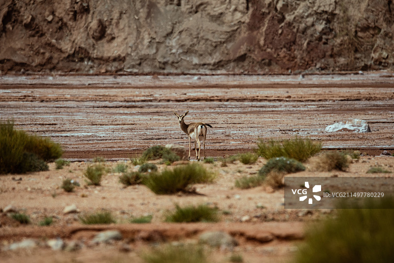 阿克苏荒漠中的羚羊图片素材