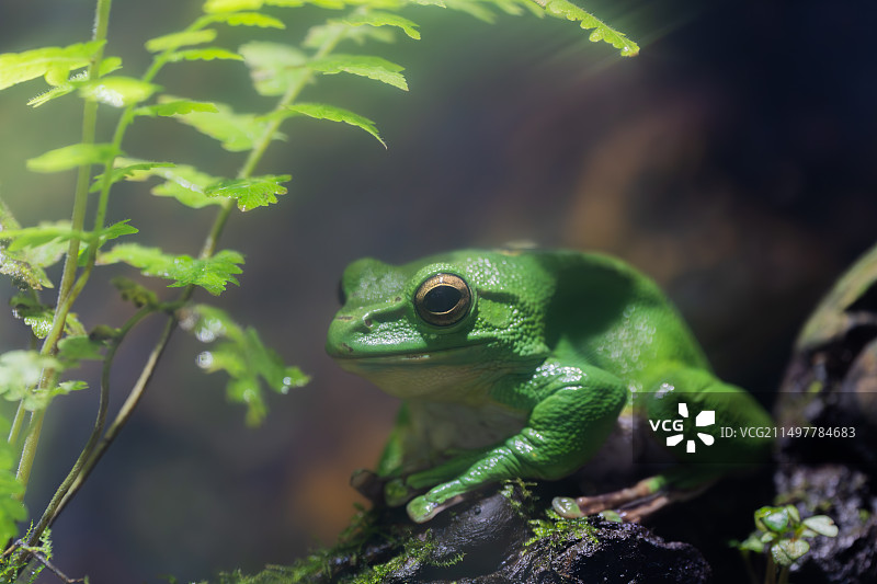 绿蛙图片素材