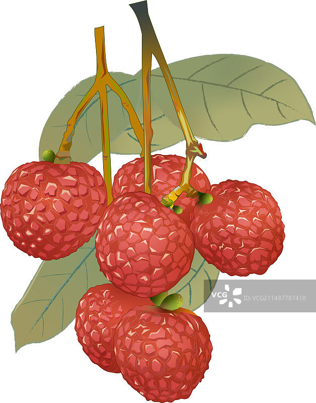 荔枝 插画图片素材