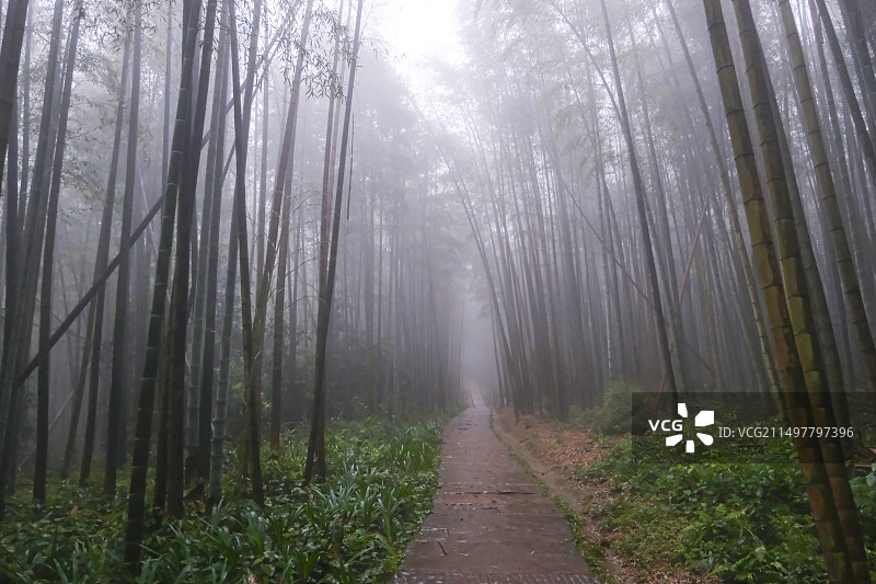 中国四川宜宾蜀南竹海景区，仙遇洞景区风光，竹林，竹海，卓筒井，滑杆，清晨的竹海，雾里竹海风光图片素材