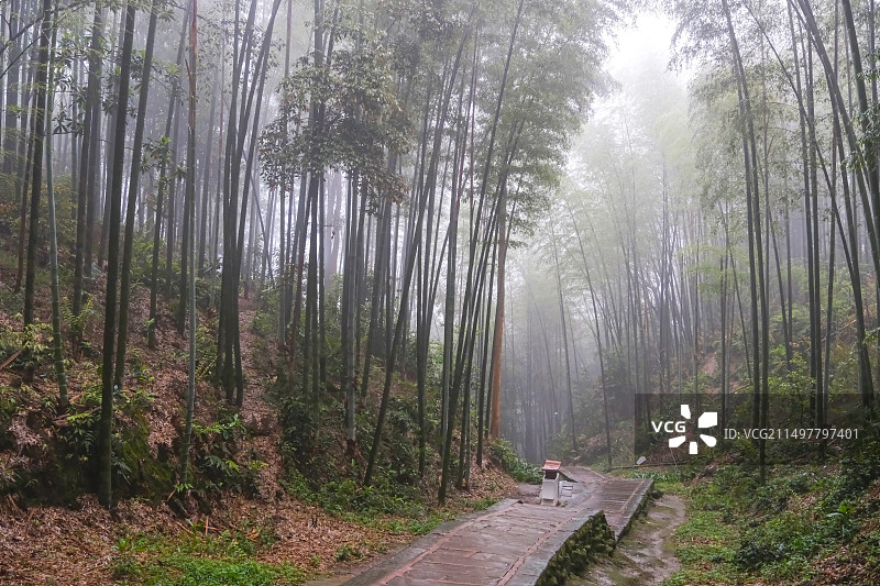 中国四川宜宾蜀南竹海景区，仙遇洞景区风光，竹林，竹海，卓筒井，滑杆，清晨的竹海，雾里竹海风光图片素材