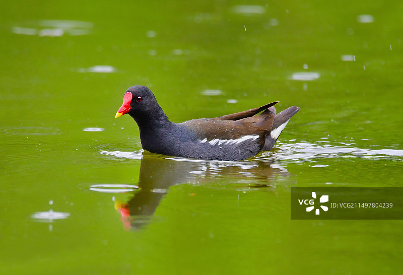 四川省成都市浣花溪公园红骨顶黑水鸡图片素材