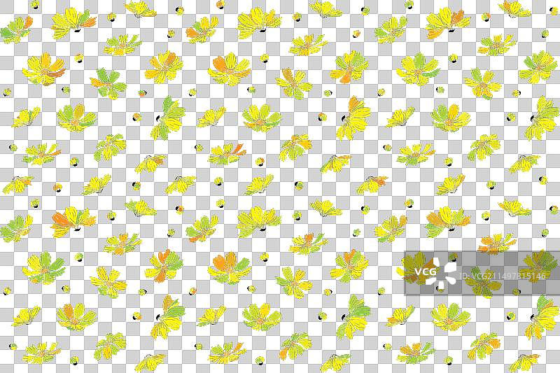 蓝色背景上的波斯菊图片素材