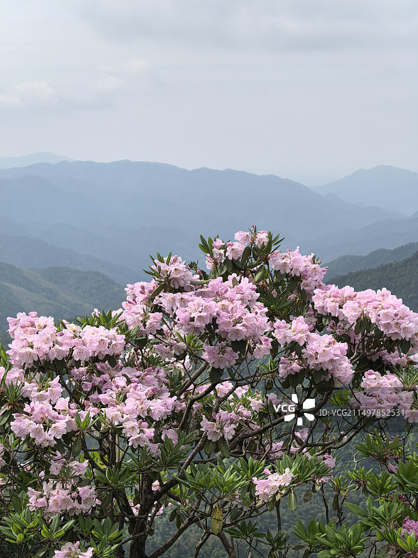 上春山之华顶杜鹃图片素材
