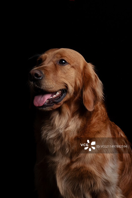 黑色背景前的金毛图片素材