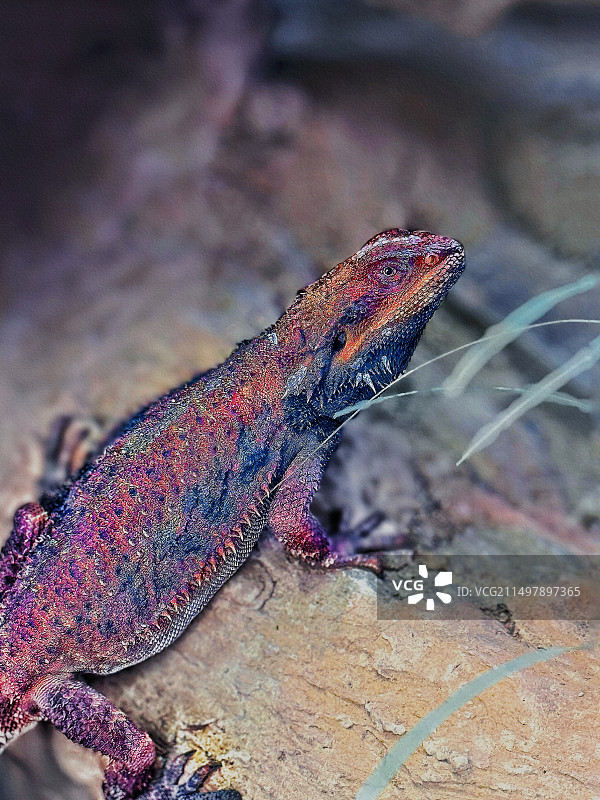 鬃狮蜥图片素材