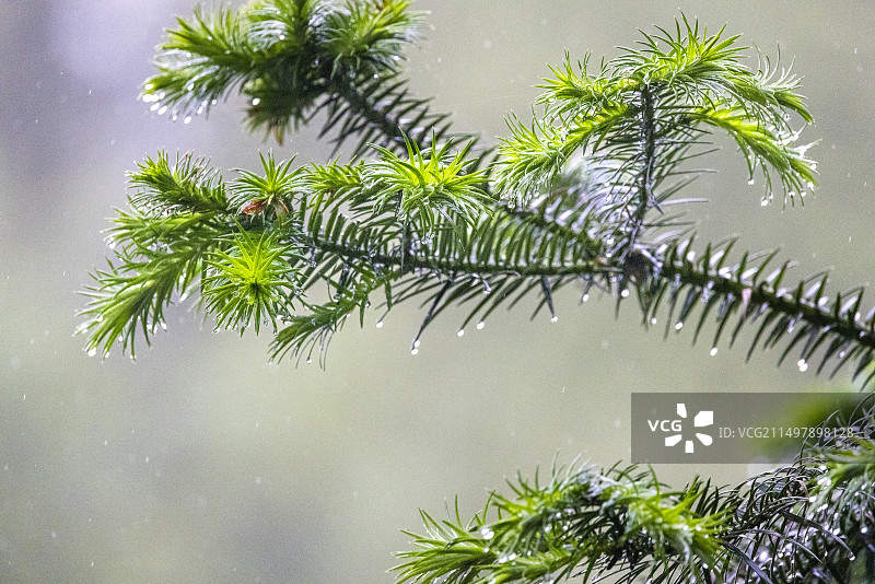 下雨天松树松针树叶特写图片素材