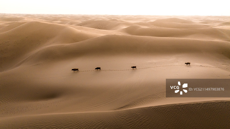 腾格里沙漠图片素材