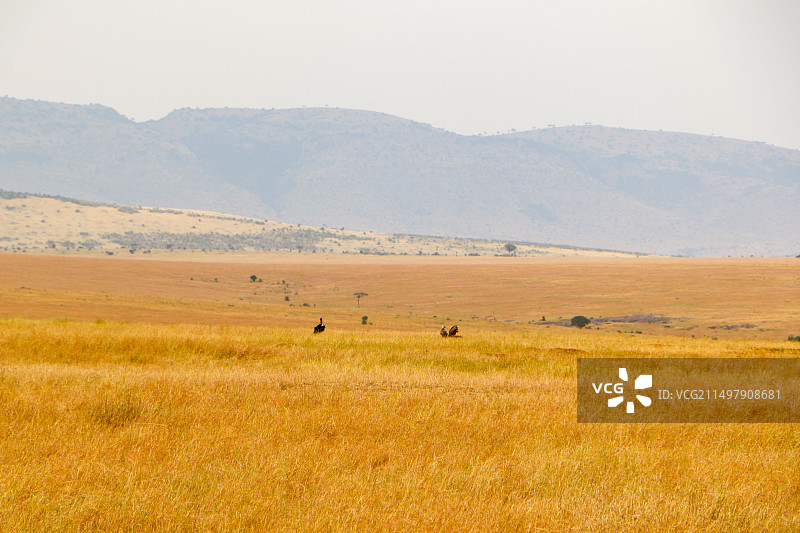 塞伦盖蒂非洲草原风光图片素材