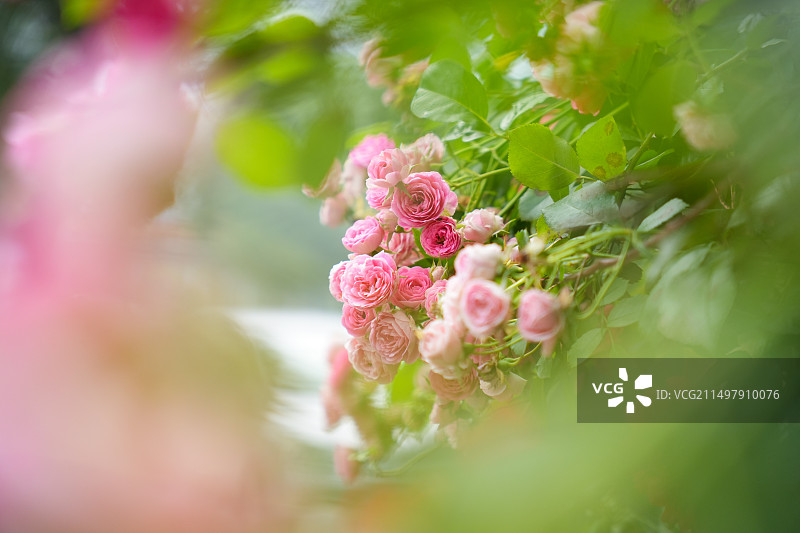 围墙边的月季花图片素材