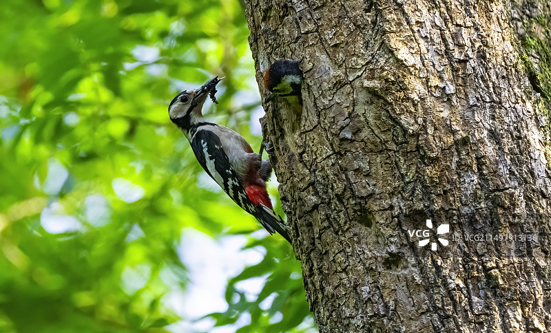大斑啄木鸟图片素材