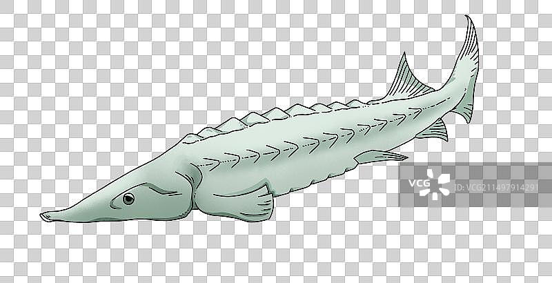 元素：一条鱼长江鲟图片素材