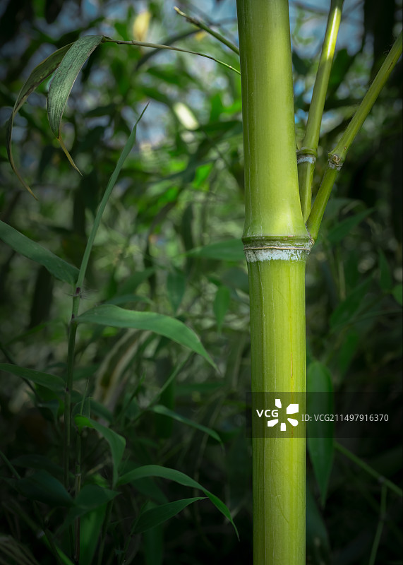 竹节图片素材