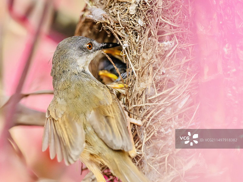 黄腹山鹪莺喂宝宝图片素材