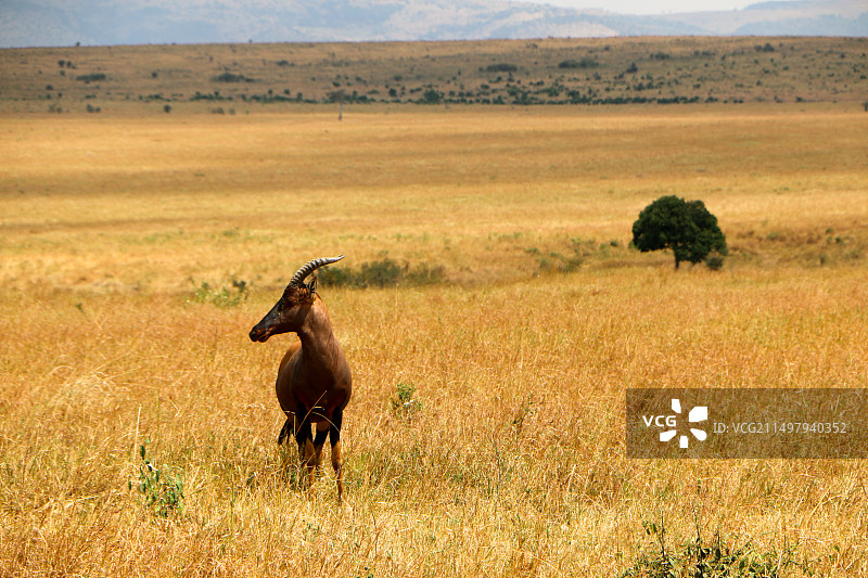 非洲羚羊图片素材