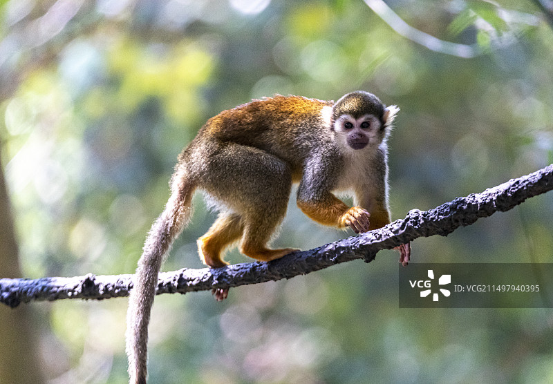 在树上玩耍的松鼠猴图片素材