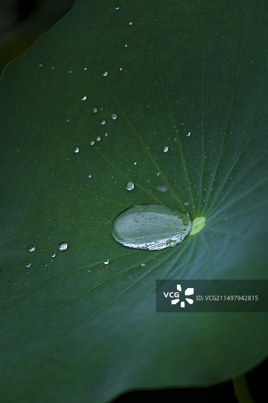广西大学荷花，暴雨过后的荷花图片素材
