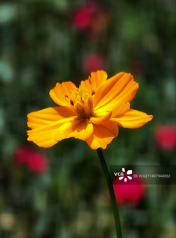 一枝花图片素材
