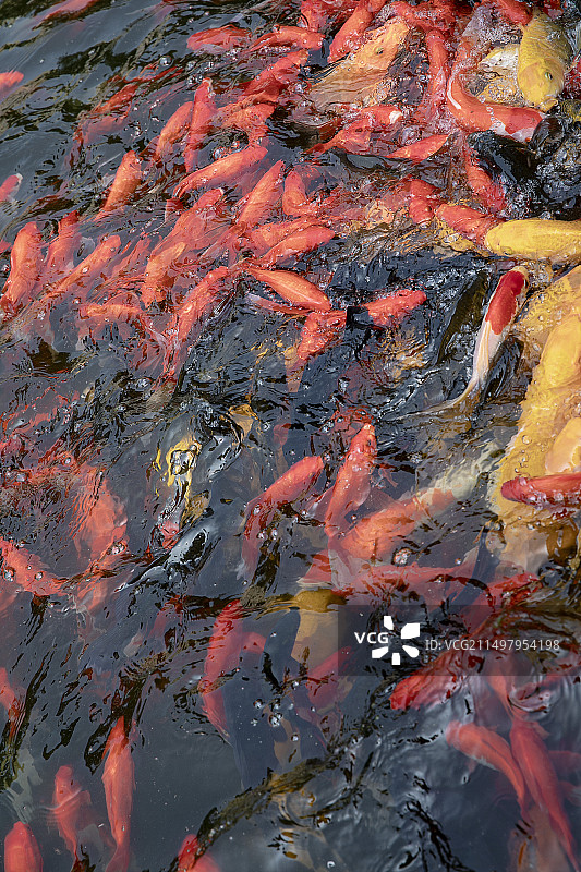 荣国府的锦鲤在池塘中游泳的高角度视图图片素材