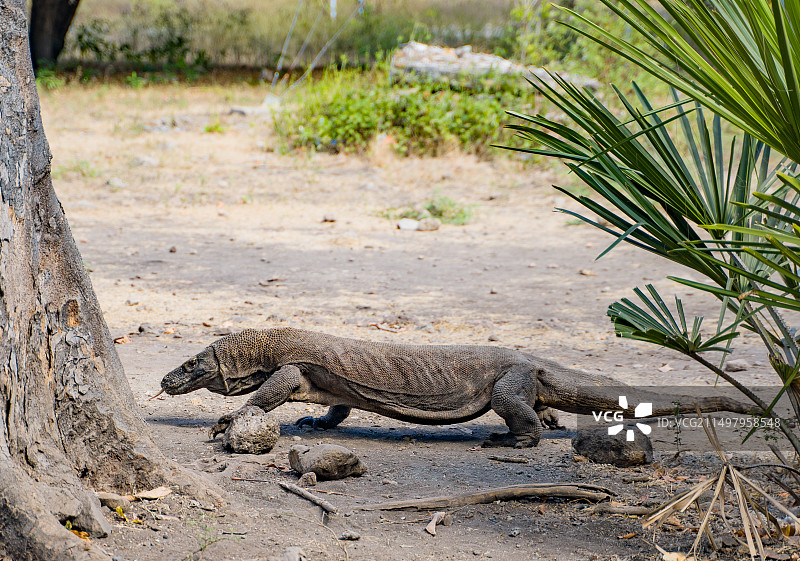 印尼科莫多蜥蜴龙图片素材
