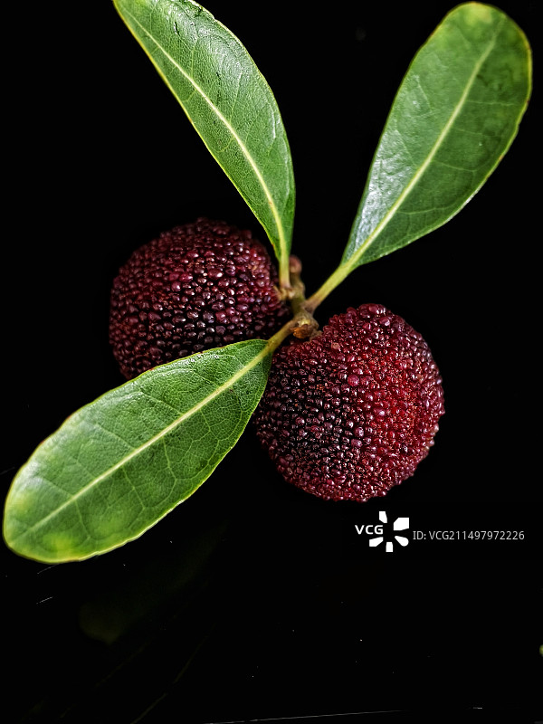 杨梅（静物）图片素材