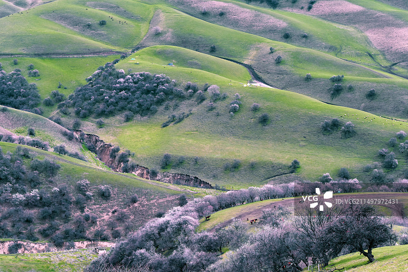 新疆 伊犁哈萨克自治州 新源吐尔根杏花沟图片素材