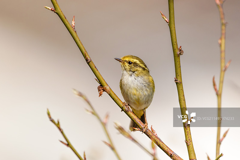 黄腰柳莺图片素材