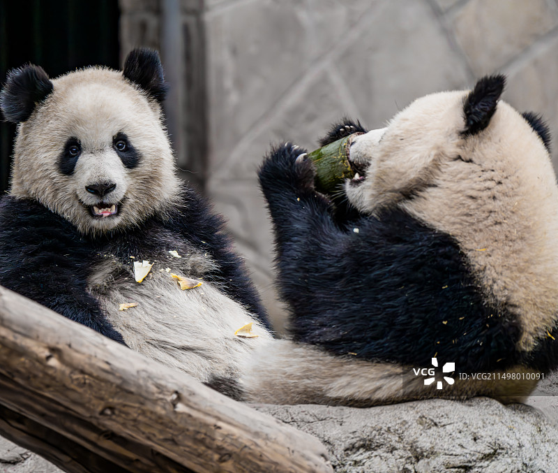 重庆动物园的熊猫图片素材