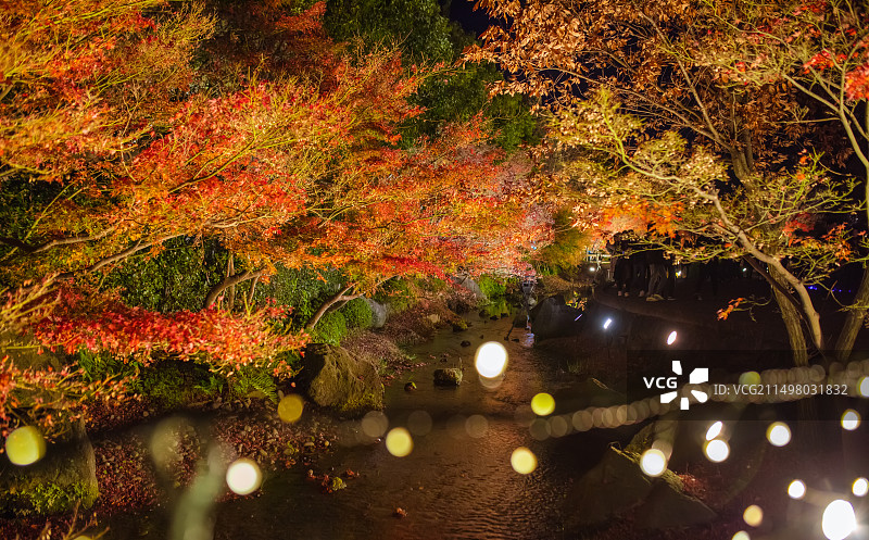 秋天枫叶季，日本三重县桑名市名花之里夜景图片素材