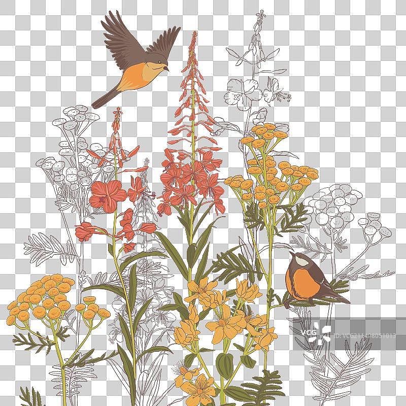 野生花卉绘画图片素材