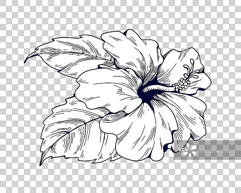 芙蓉花复古植物素描图片素材