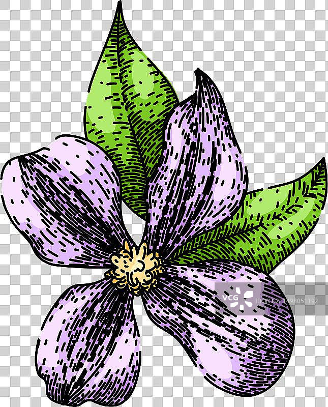 手绘紫色铁线莲草图图片素材