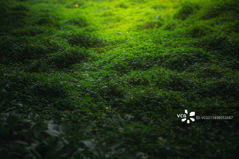 绿色草甸背景图图片素材