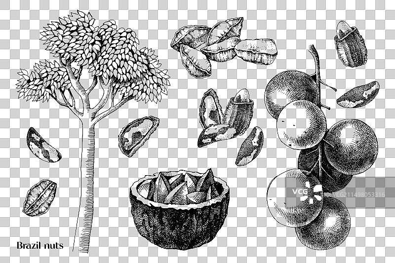 手绘巴西坚果图片素材