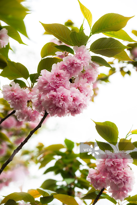 关山樱图片素材