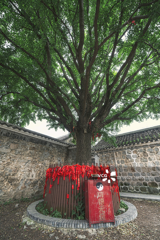 安徽蚌埠涂山禹王宫银杏树图片素材