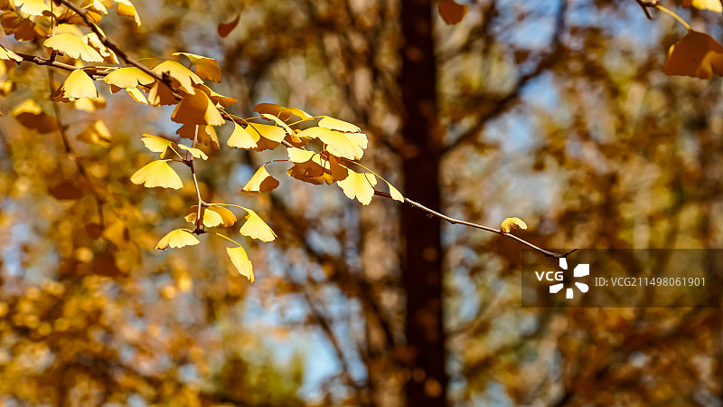 秋天金黄色的银杏树叶图片素材