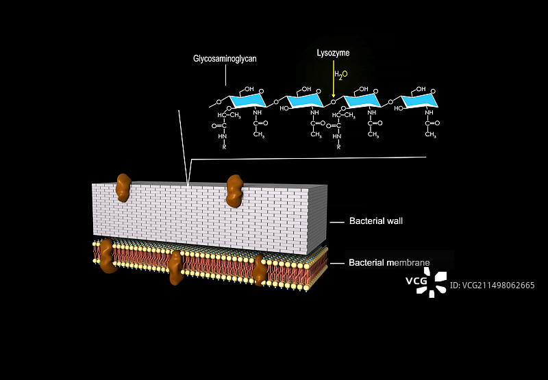 溶菌酶作用于细菌细胞壁图片素材