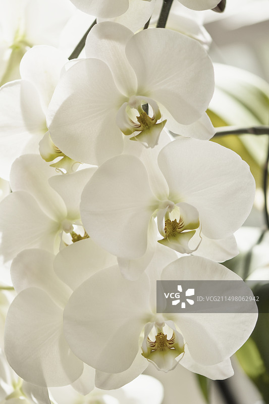 蝴蝶兰花朵图片素材