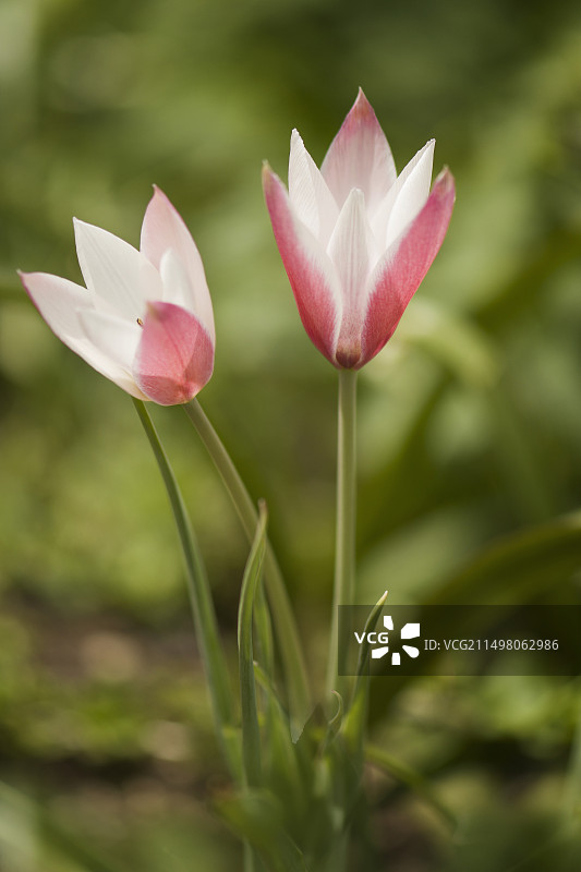 郁金香（‘简夫人’品种）图片素材