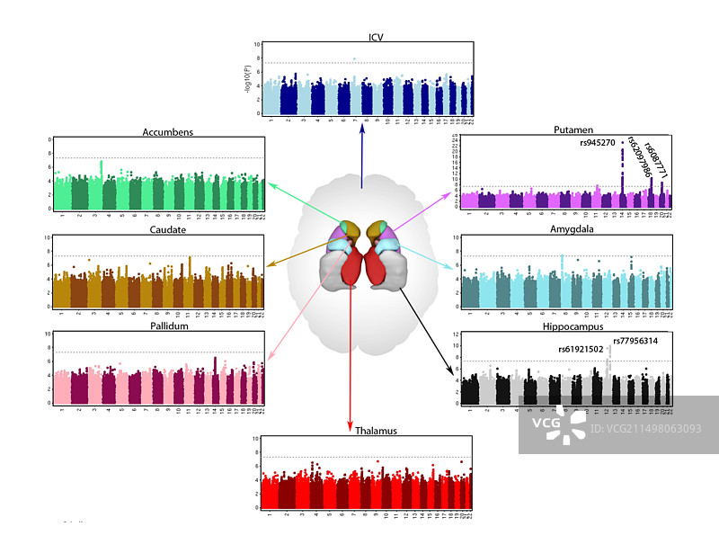 基因对大脑结构的影响，图示图片素材