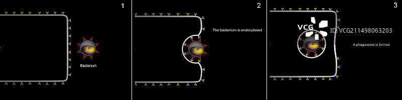 细菌的吞噬作用图片素材