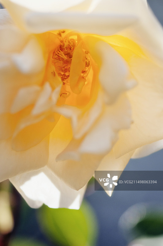 茶香月季花图片素材