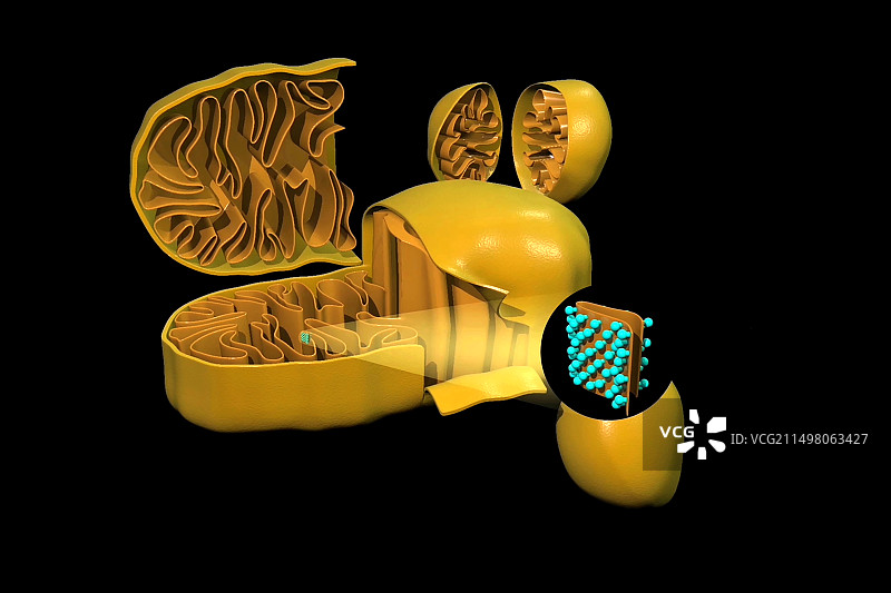 线粒体结构图图片素材