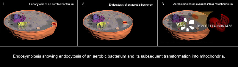 内共生现象插图图片素材