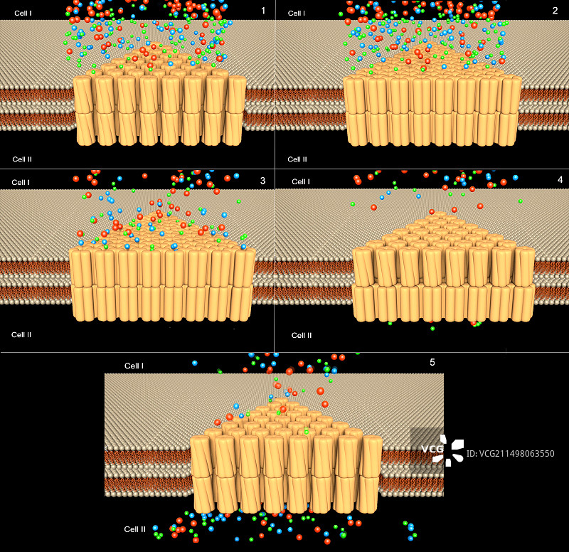 离子通过间隙连接的通道，图示图片素材