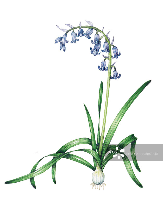 风信子花朵插图图片素材