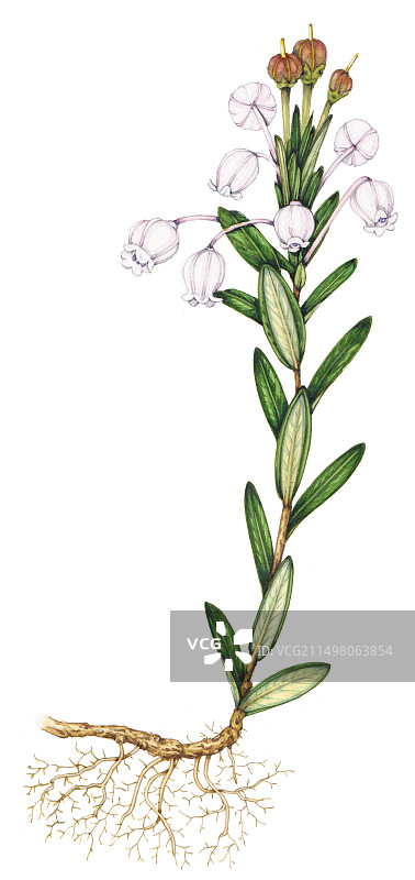 沼泽迷迭香（Andromeda polifolia）花朵，插图图片素材