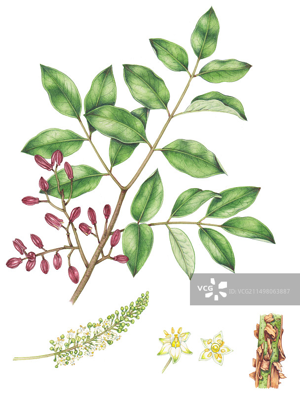 红胶木树叶插图图片素材