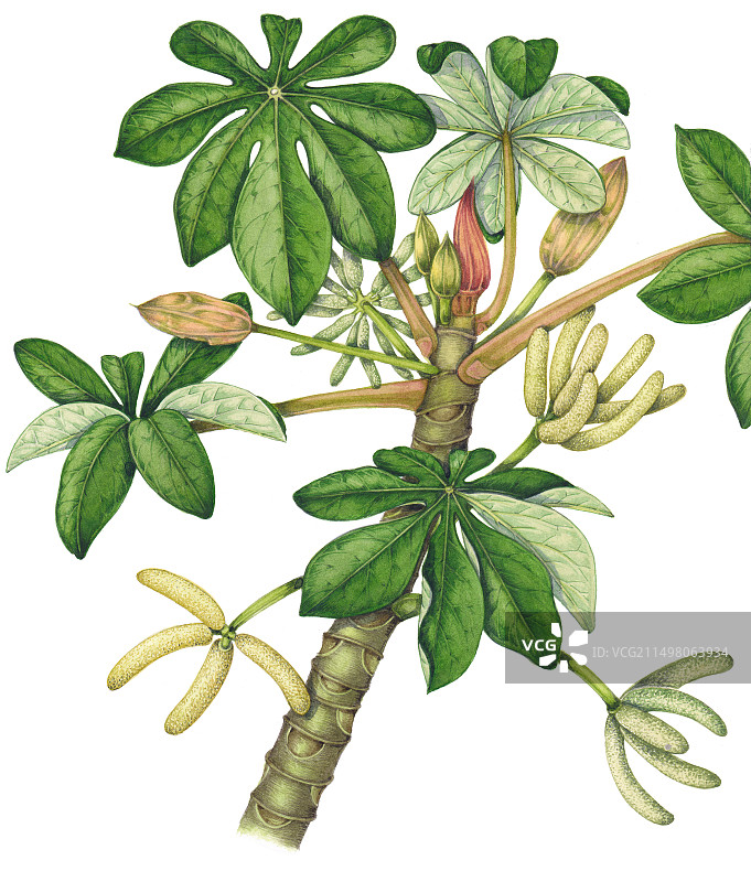 构树（盾果树），插图图片素材
